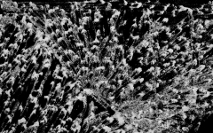 crowed! von 2017 - Ein Kreidebild digitalisiert